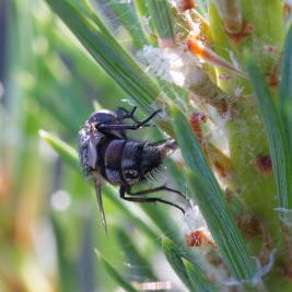 Tähtikudospistiäisen loiset