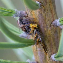 Tähtikudospistiäisen pedot