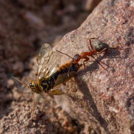 Tähtikudospistiäisen pedot