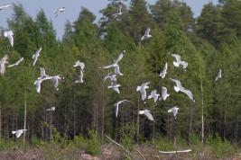 Tähtikudospistiäisen pedot