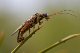Tähtikudospistiäisen naaras