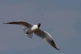 Tähtikudospistiäisen pedot