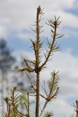 Tähtikudospistiäisen tuho