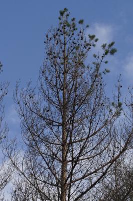 Tähtikudospistiäisen tuho