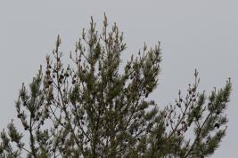 Tähtikudospistiäisen tuho