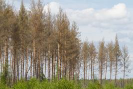 Tähtikudospistiäisen tuho