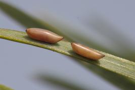 Tähtikudospistiäisen munia