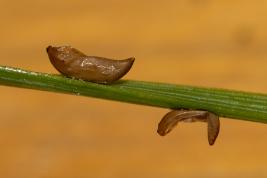 Tähtikudospistiäisen munia