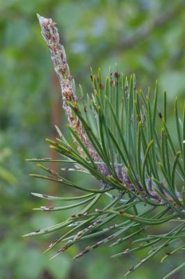 Tähtikudospistiäisen munia