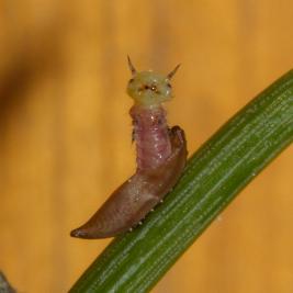 Tähtikudospistiäisen toukka