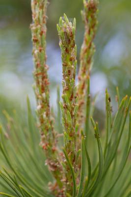 Tähtikudospistiäisen toukkia