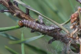 Tähtikudospistiäisen toukka