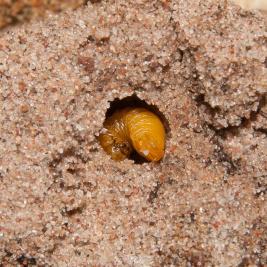 Tähtikudospistiäisen eonymfi