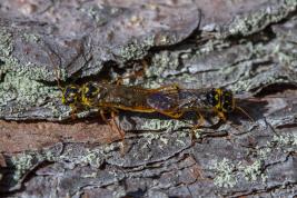 Tähtikudospistiäisen kopula