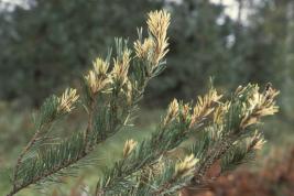 Töpöneulassääski