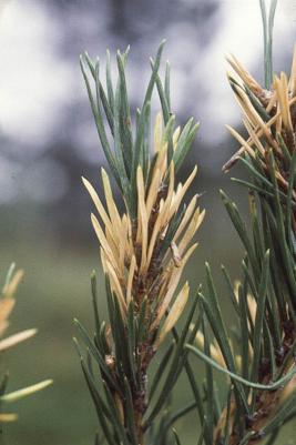 Töpöneulassääski