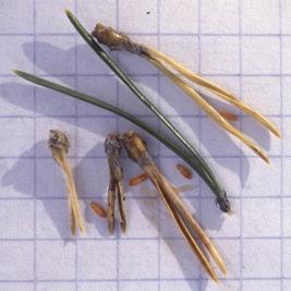 Töpöneulassääski