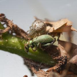 Viherlehtikärsäkäs