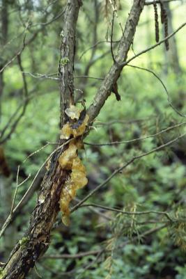 Katajanpihlajaruoste