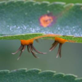 Katajanpihlajaruoste