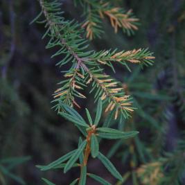 Kuusensuopursuruoste