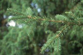 Kuusensuopursuruoste