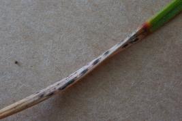 Männynharmaakariste