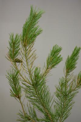 Männynharmaakariste