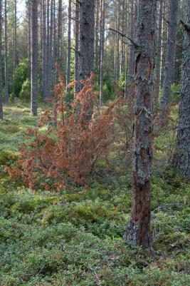 Männyntyvitervastauti