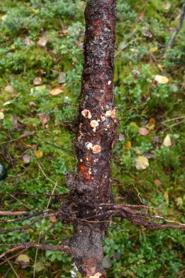 Männyntyvitervastauti