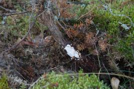 Männyntyvitervastauti