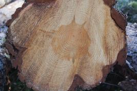 Männyntyvitervastauti