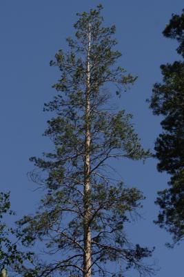 Männyntyvitervastauti