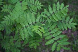 Pihlajanrengaslaikkuvirus