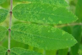 Pihlajanrengaslaikkuvirus