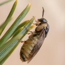 Pilkkumäntypistiäinen