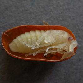 Pilkkumäntypistiäinen