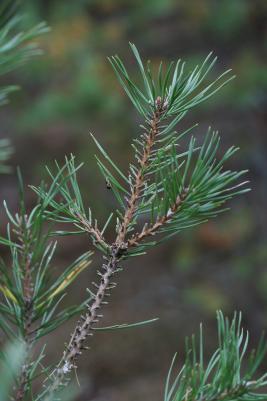 Pilkkumäntypistiäinen