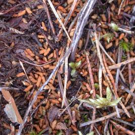 Pilkkumäntypistiäinen