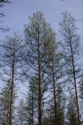 Pilkkumäntypistiäinen