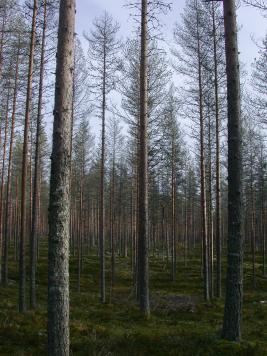 Pilkkumäntypistiäinen