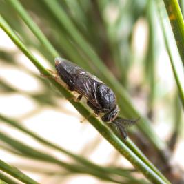 Pilkkumäntypistiäinen