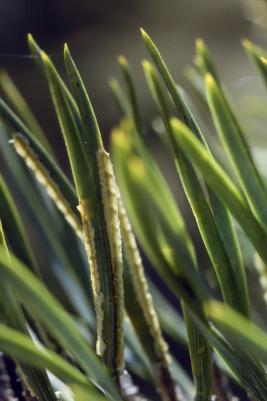 Pilkkumäntypistiäinen