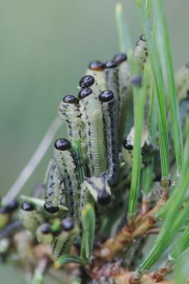 Pilkkumäntypistiäinen