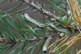 Pilkkumäntypistiäinen