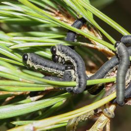 Pilkkumäntypistiäinen