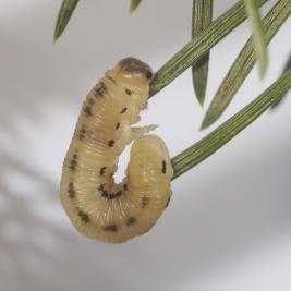 Pilkkumäntypistiäinen