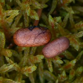 Pilkkumäntypistiäinen