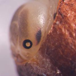 Pilkkumäntypistiäinen