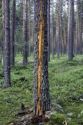 Salaman tuho männyssä